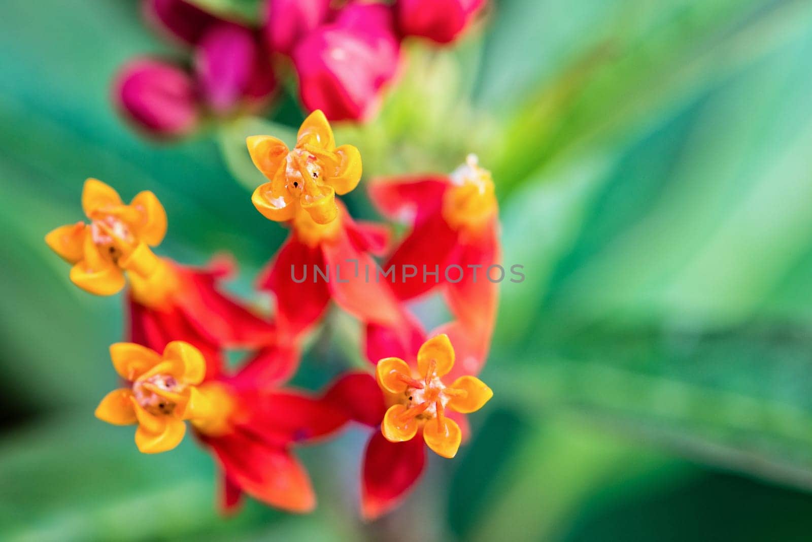 Closeup beautiful and exotic flowers are yellow pollen red petal of Asclepias Curassavica common names Scarlet Milkweed, Blood Flower, Mexican Butterfly Weed and Wild Ipecacuanha