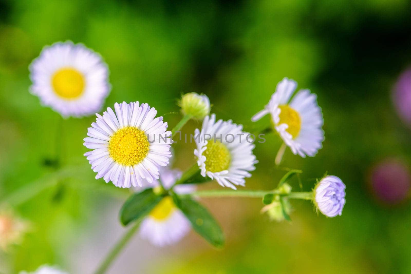 Closeup beautiful small flower with yellow pollen and white petal of Bellis Perennis, Common Daisy, Lawn Daisy, Woundwort, Bruisewort or English Daisy