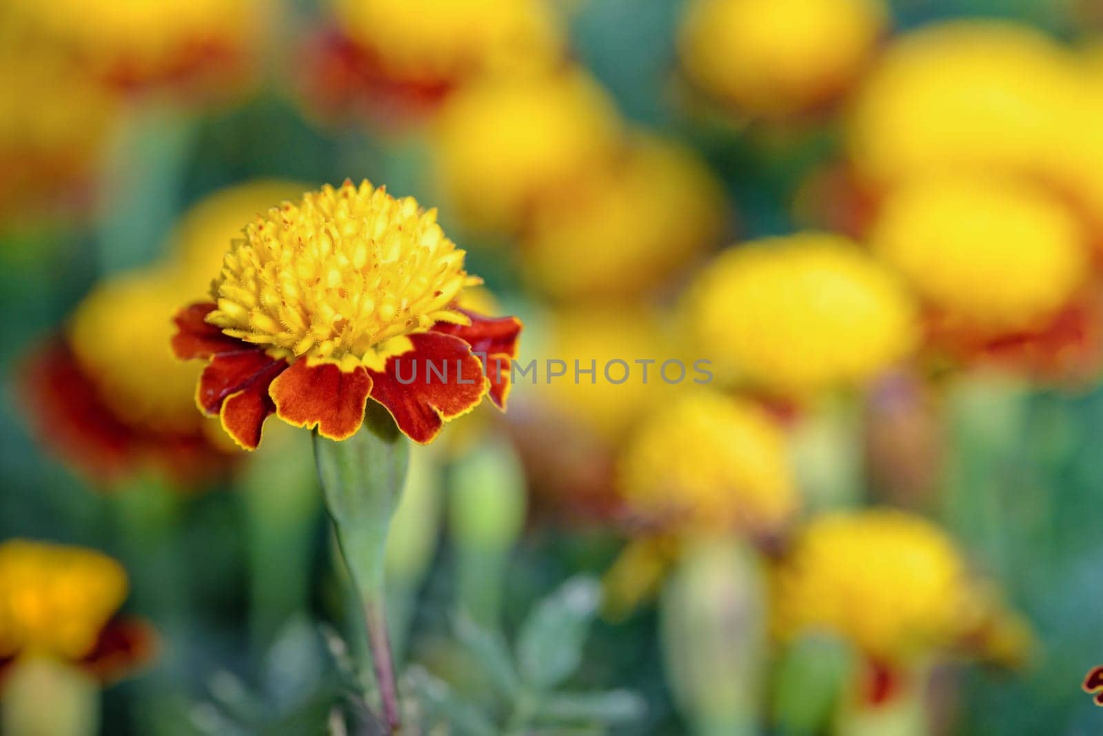 Closeup beautiful group yellow and red flowers of Tiger Eye Marigold or Tagetes Patula in plantation