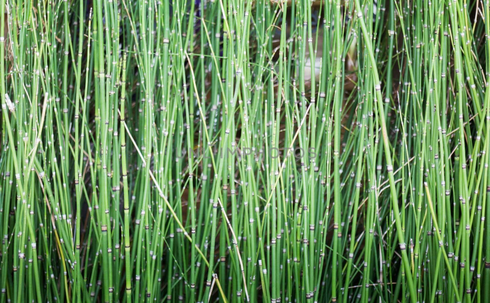 Rush plants in garden water container, stock photo