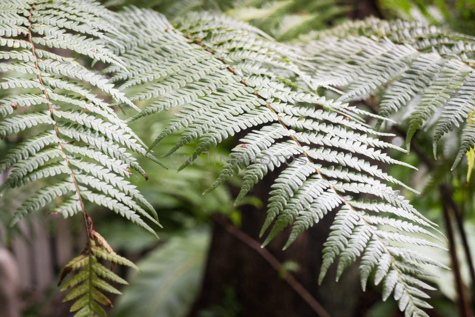 Green leaves plant in the garden, stock photo