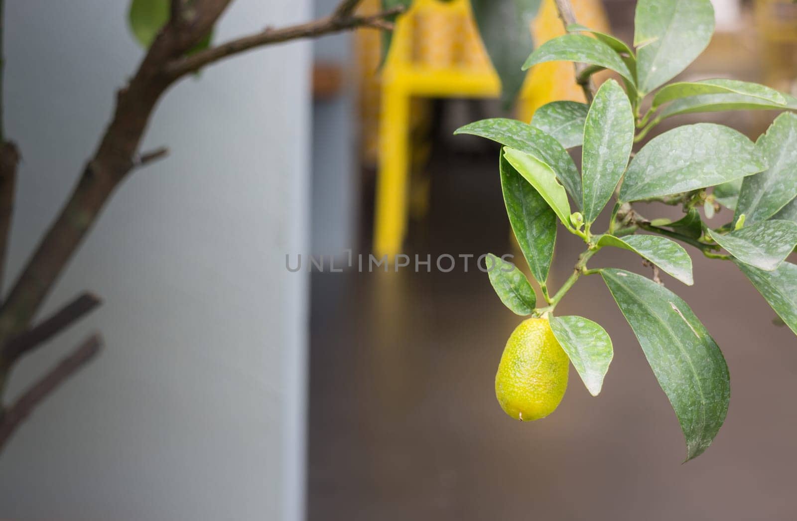 Mini garden plant with orange fruit, stock photo