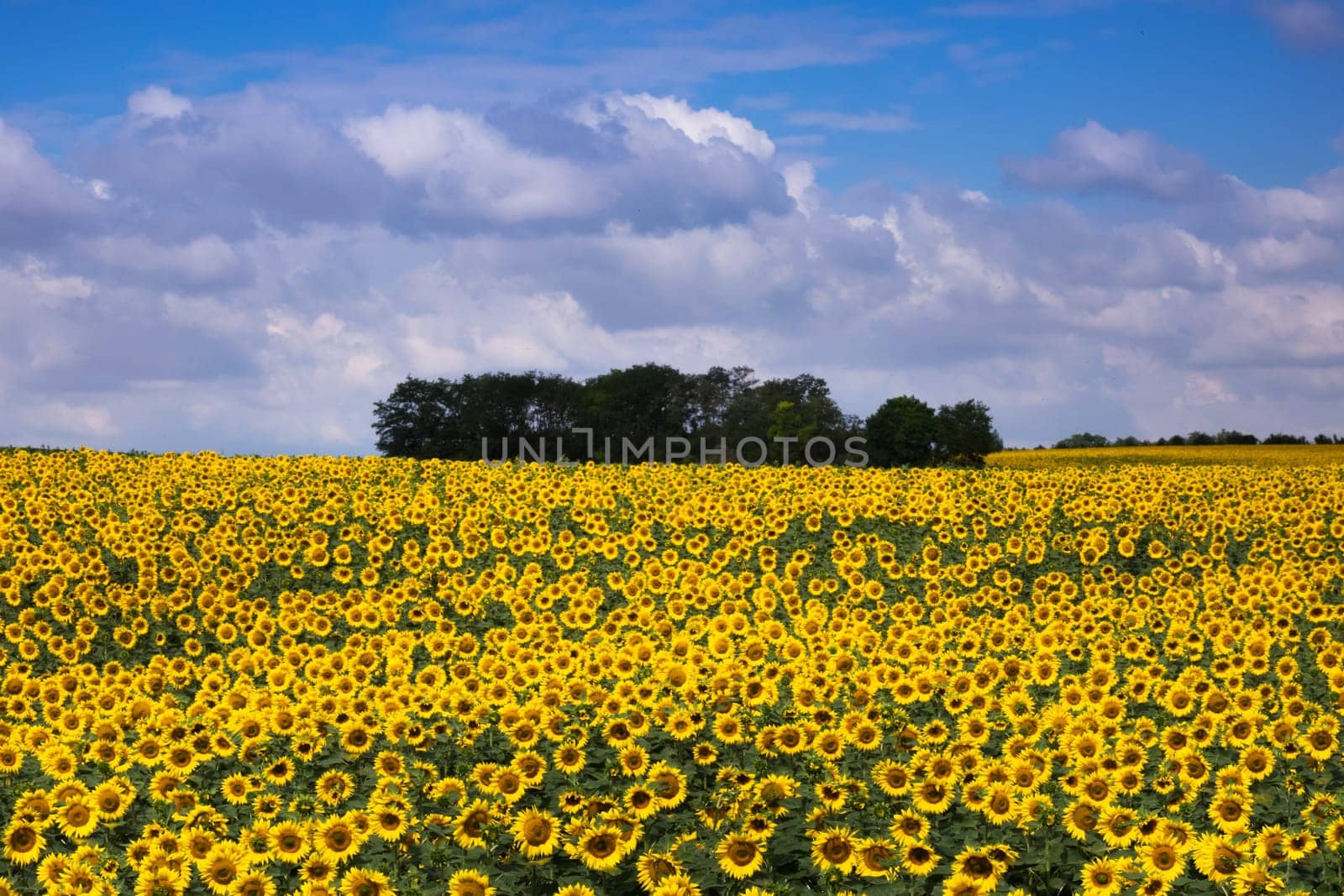Sunflowers,agricultural field with yellow crops in summer