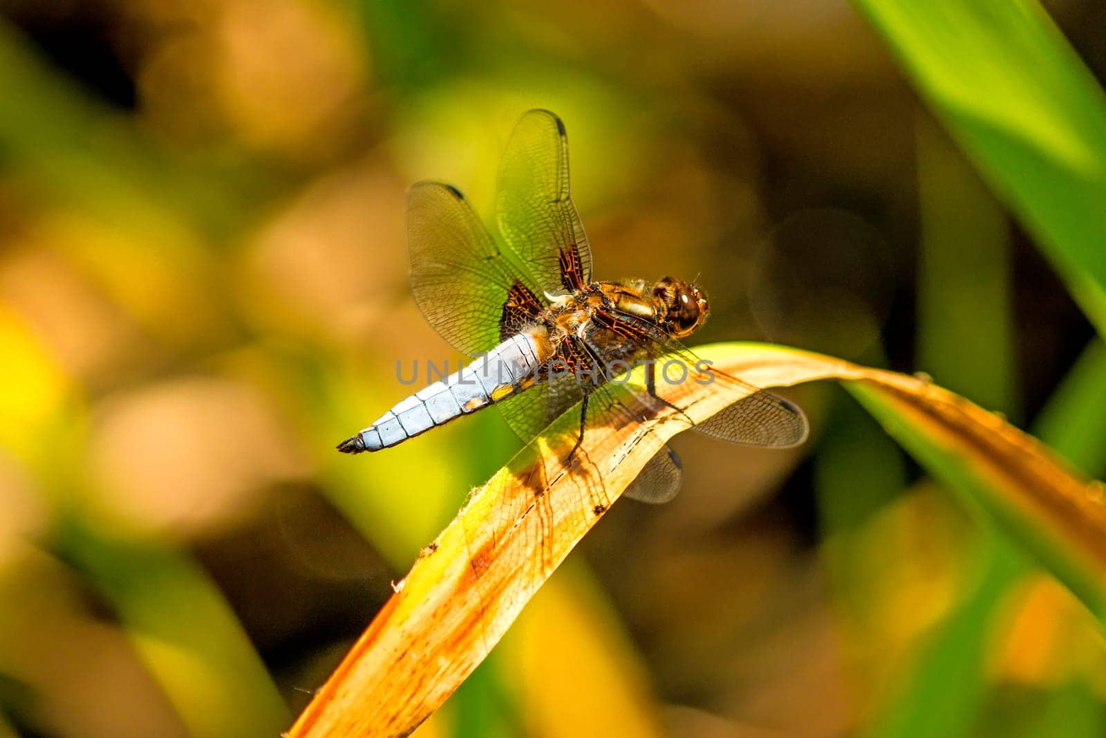 Flat belly,Libellula depressa,male