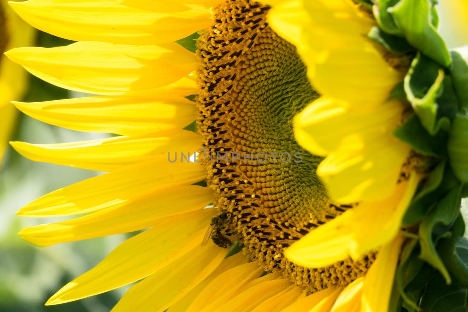 Sunflower close-up,yellow flower in agricultural field in bloom
