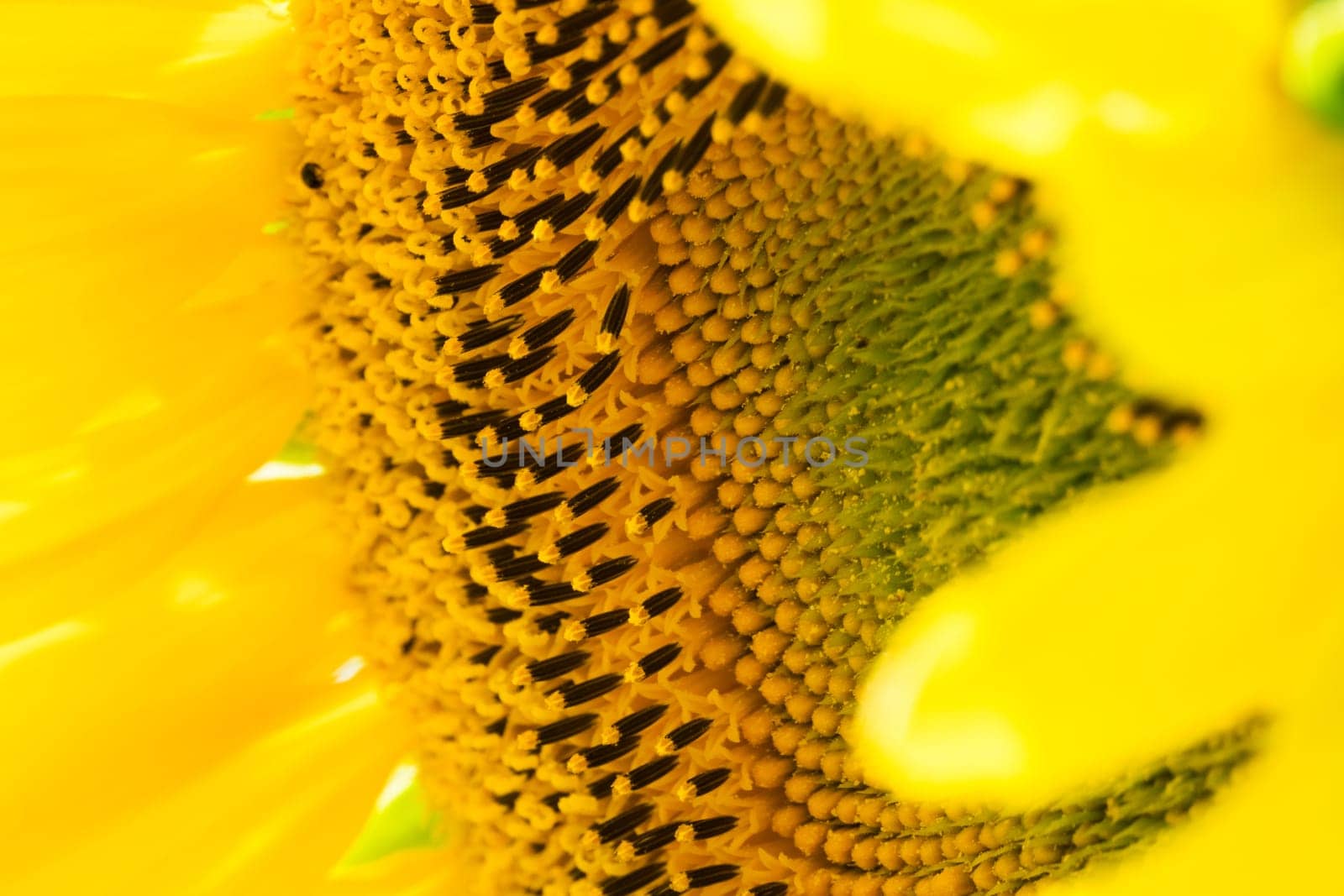 Sunflower close-up,yellow flower in agricultural field in bloom