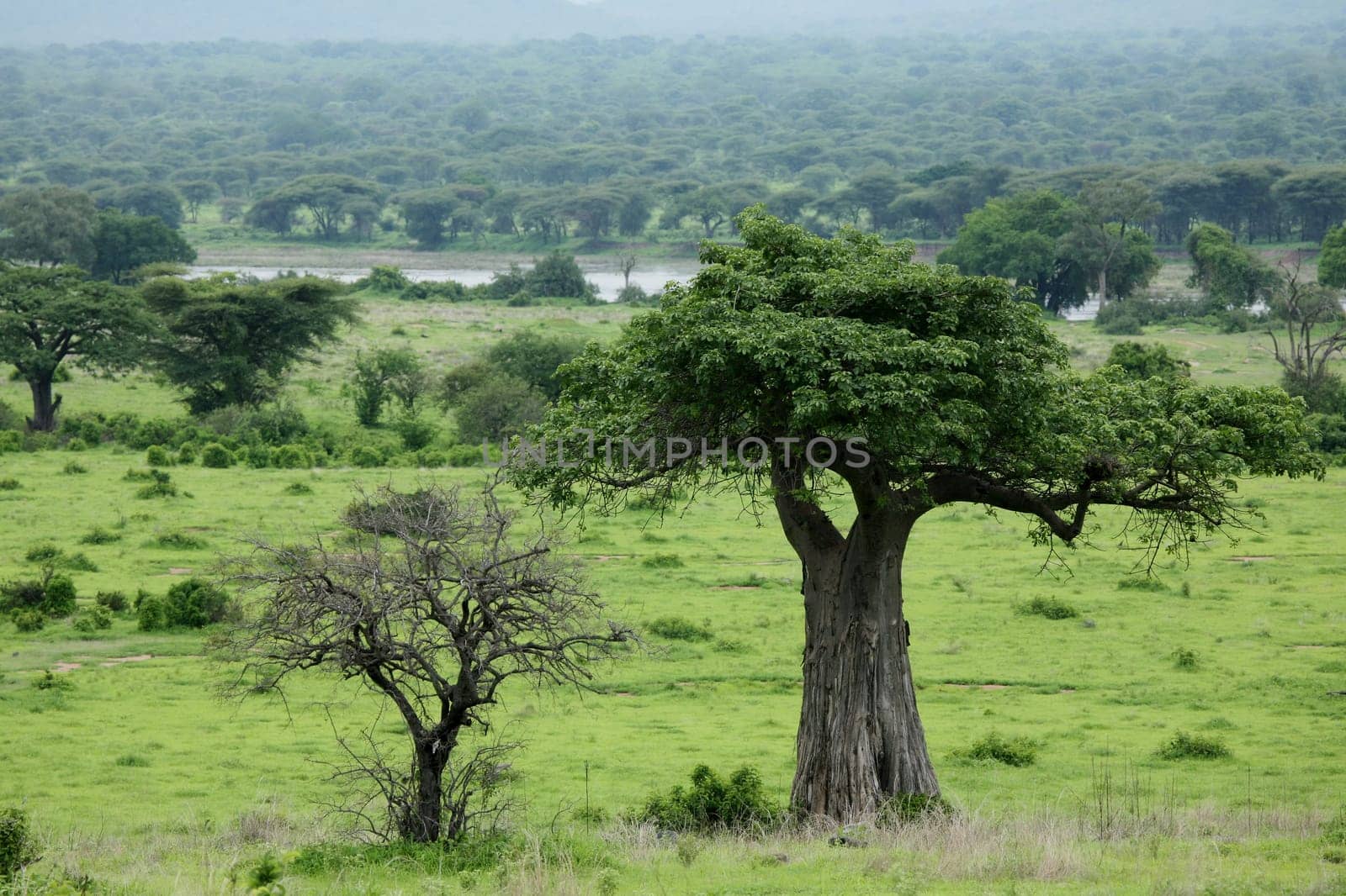 African savannah summer pictrures wild safari Tanzania Rwanda Botswana Kenya