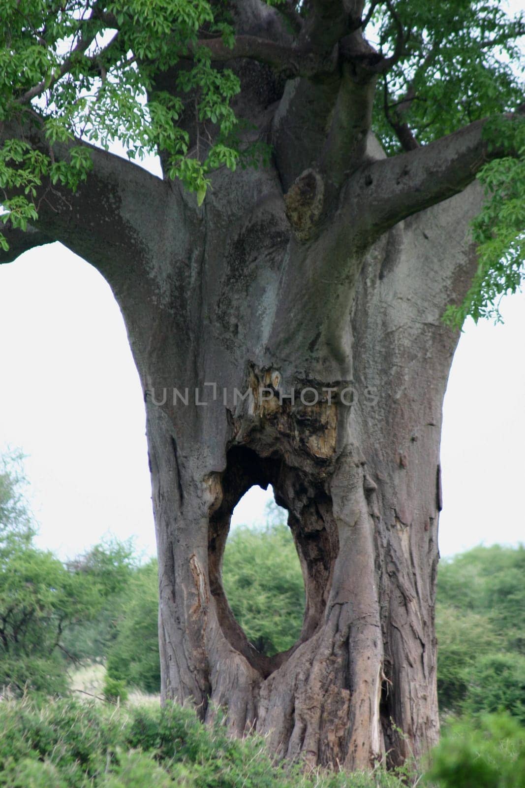 African savannah summer pictrures wild safari Tanzania Rwanda Botswana Kenya