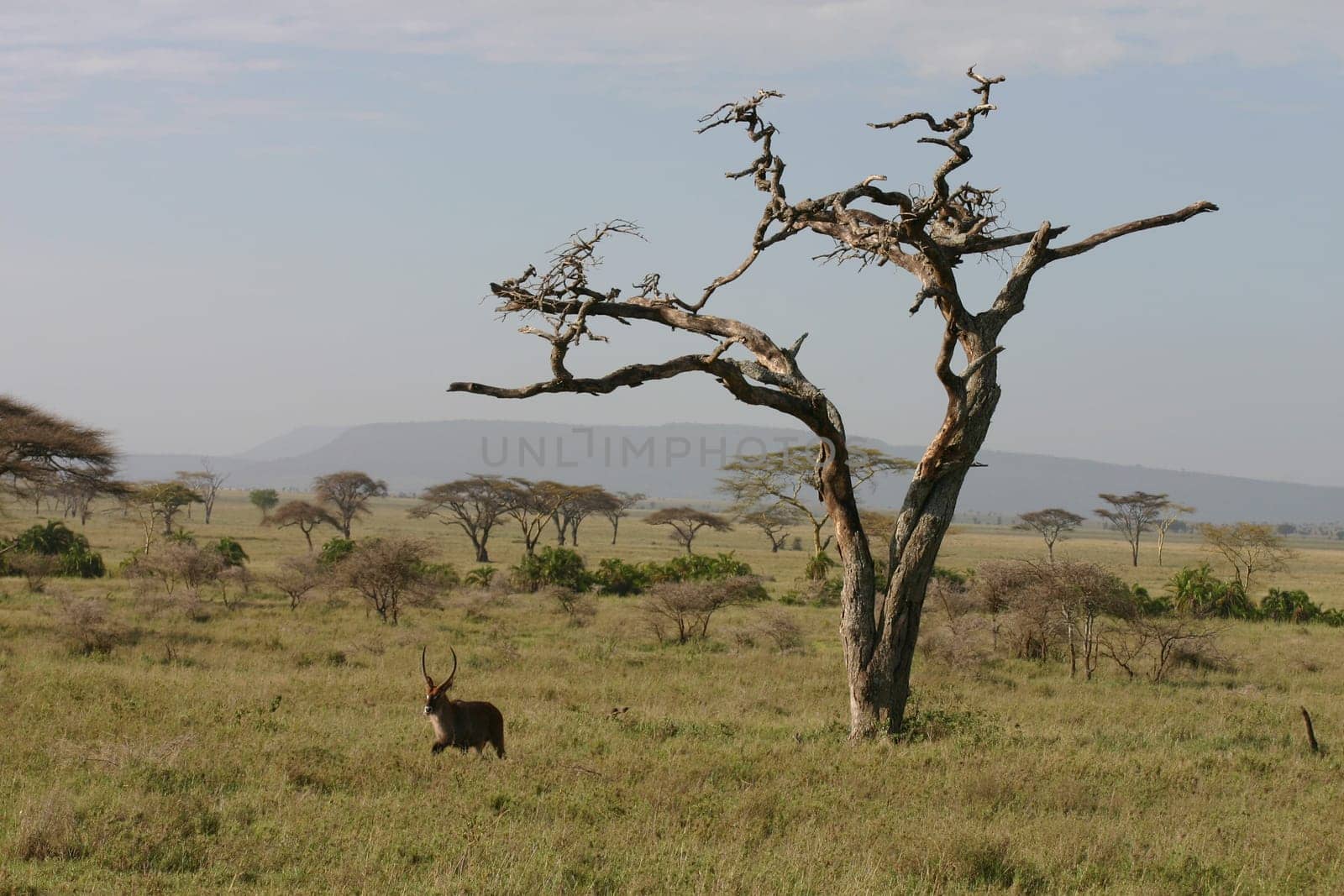 African savannah summer pictrures wild safari Tanzania Rwanda Botswana Kenya