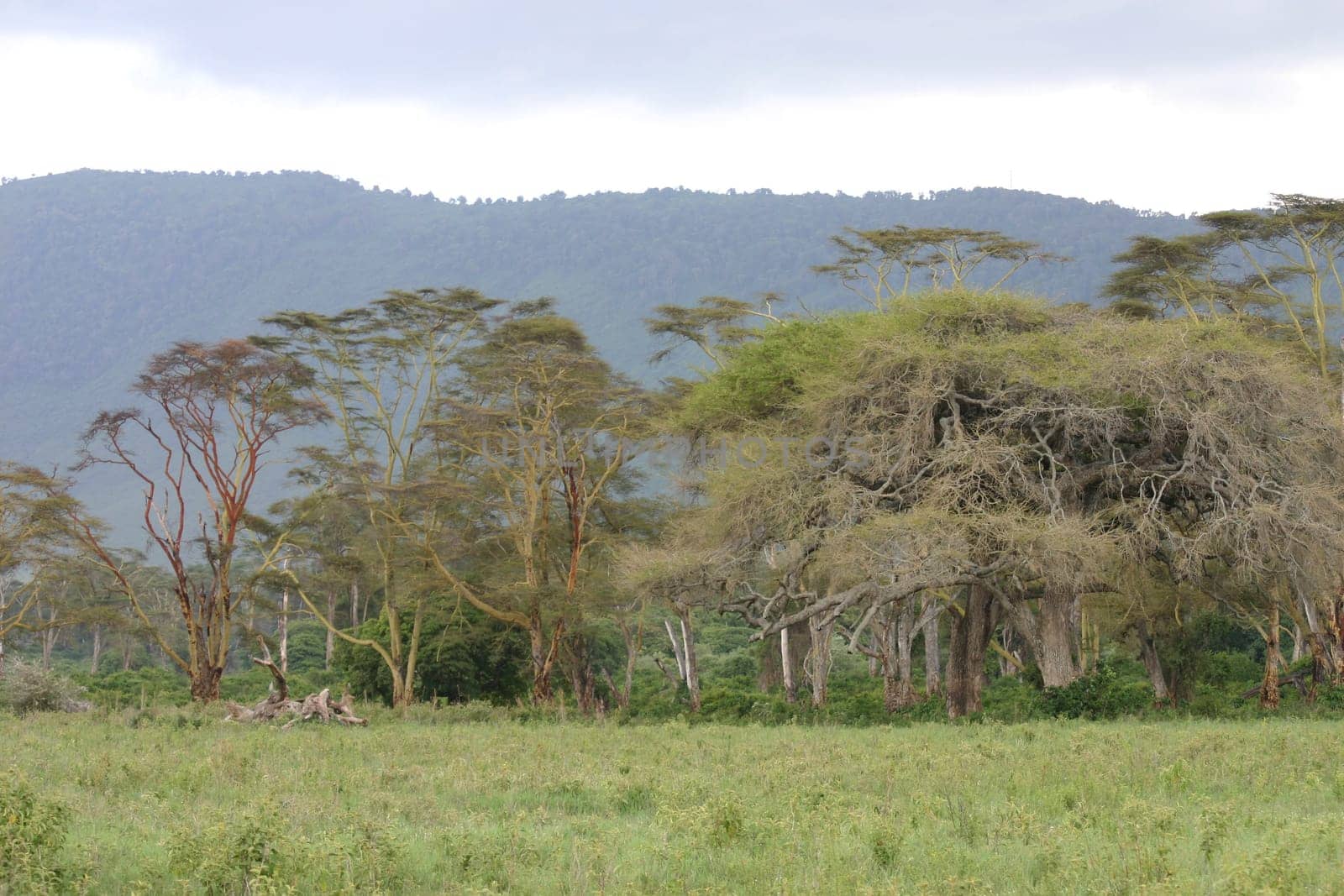 African savannah summer pictrures wild safari Tanzania Rwanda Botswana Kenya