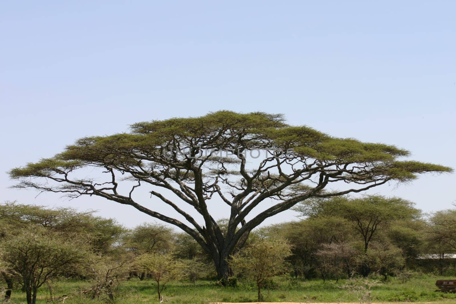 African savannah summer pictrures wild safari Tanzania Rwanda Botswana Kenya