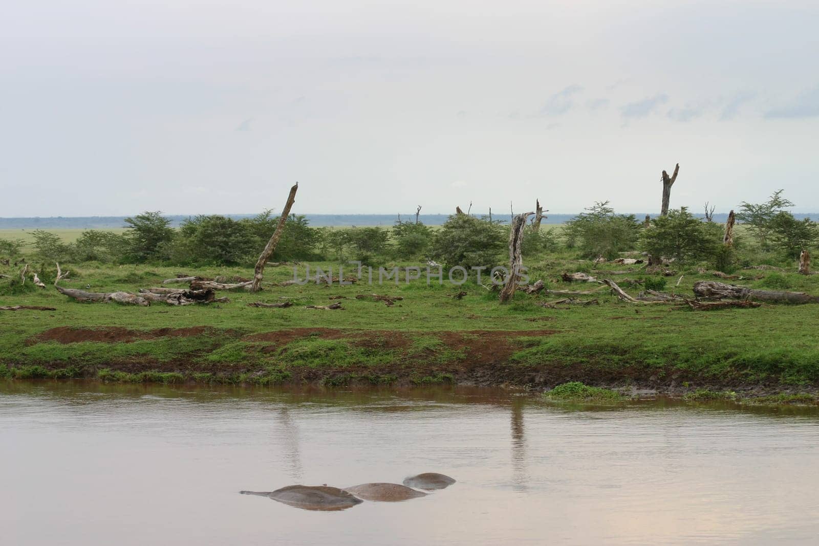 African savannah summer pictrures wild safari Tanzania Rwanda Botswana Kenya