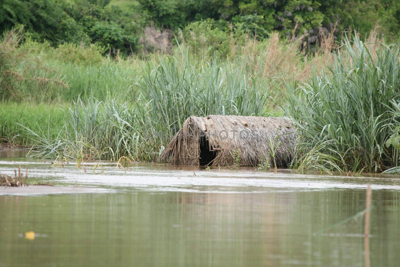 African savannah summer pictrures wild safari Tanzania Rwanda Botswana Kenya