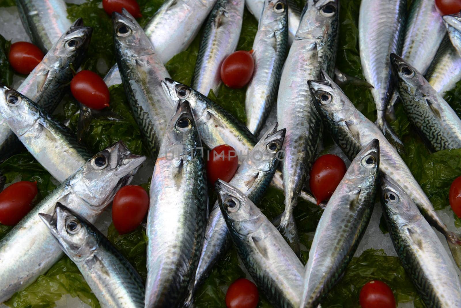 Fresh Mackerel (Scomber scrombrus) for sale at market.