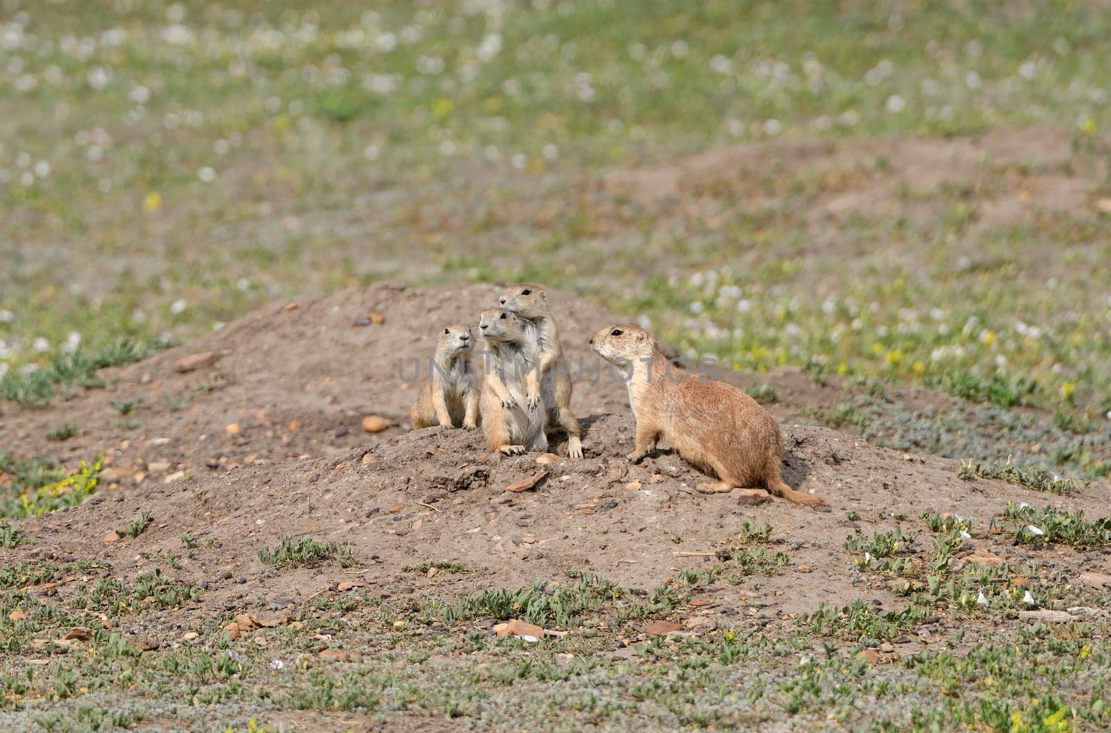Prairie Dog Family Gathering in Theodore Roosevelt National Park in North Dakota