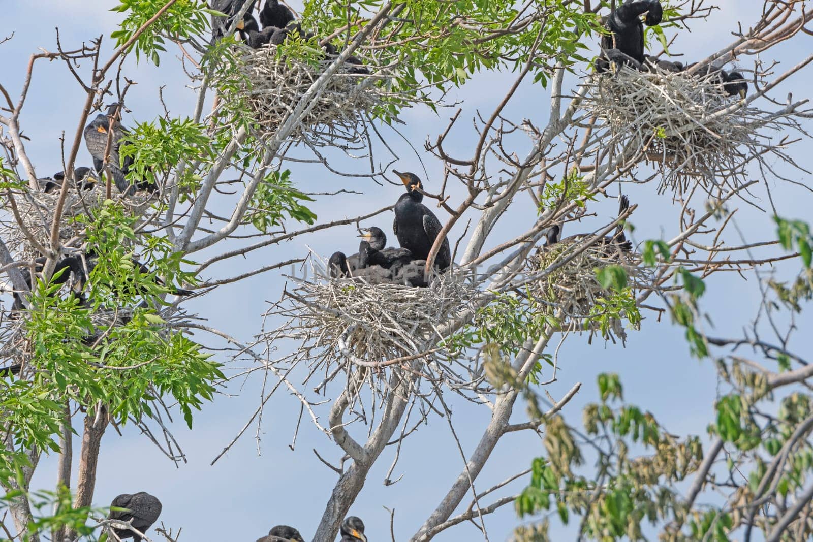 Double Crested Cormorants in a Nesting Tree on Grotto Lake in Fergus Falls, Minnesota