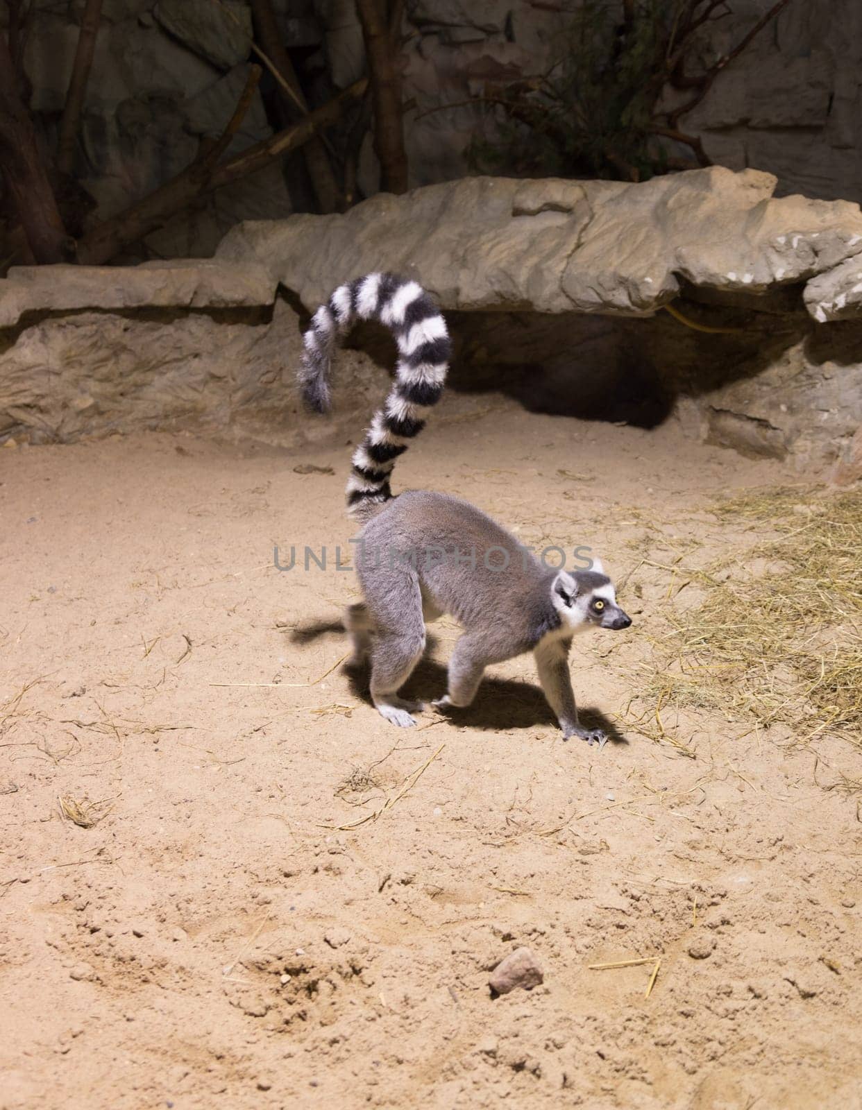 Lemur funny african animal mammal Madagascar