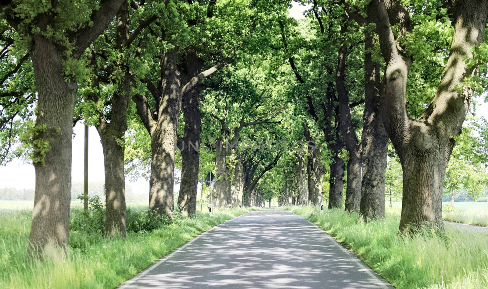allee,straße - kein Verkehr - freie bahn in mecklenburg vorpommern,auf rügen