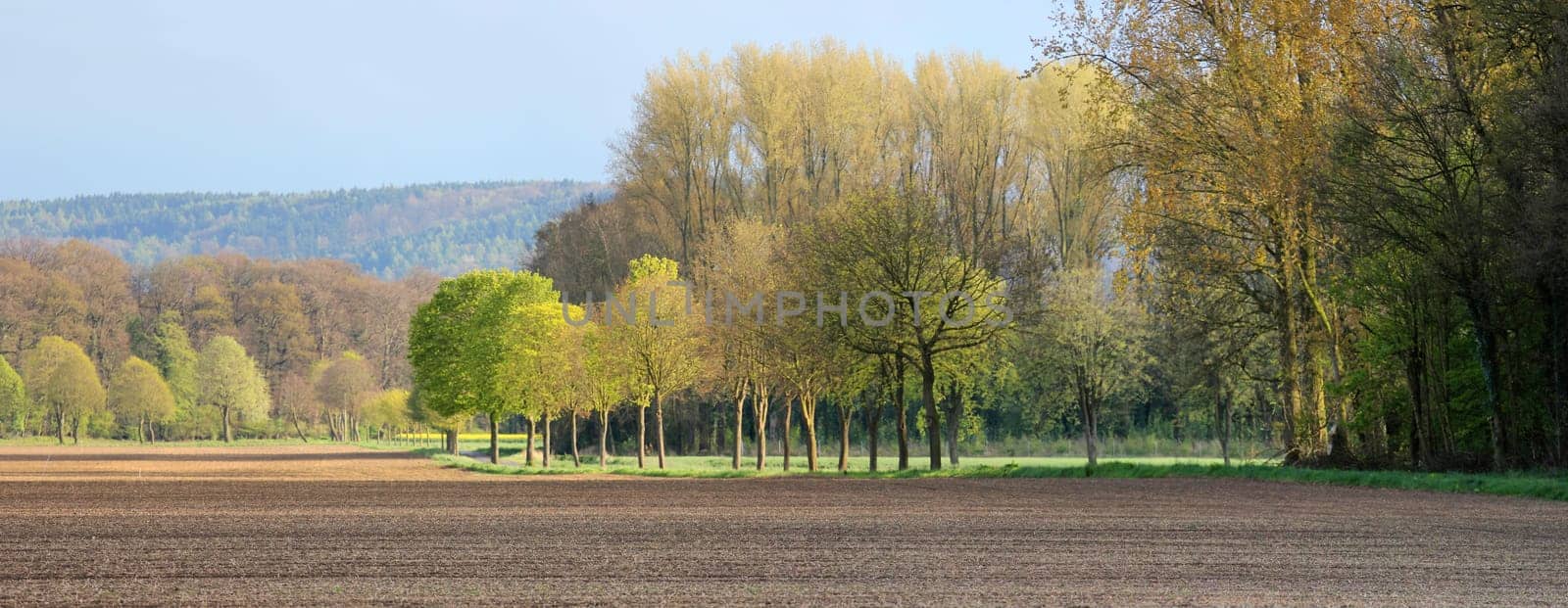 Landscape in early spring with fields and fields,woods,rows of trees,Osnabrücker Land,Lower Saxony