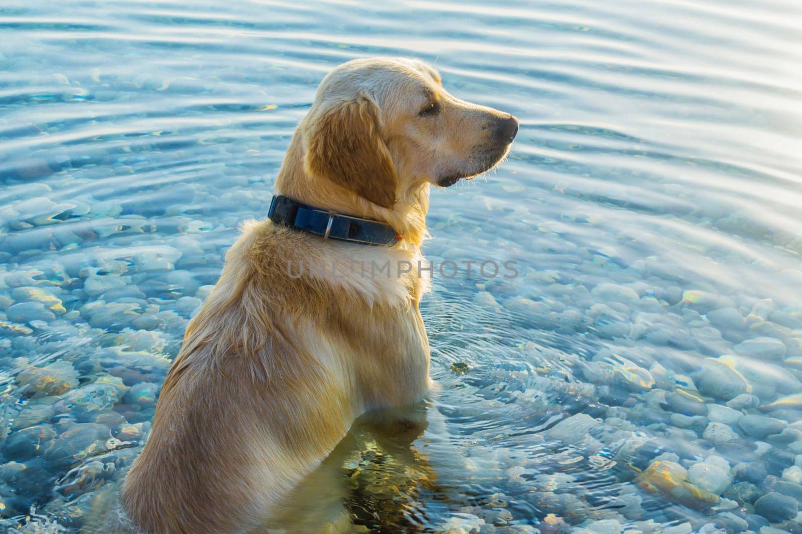 The dog sits in the water and looks into the distance