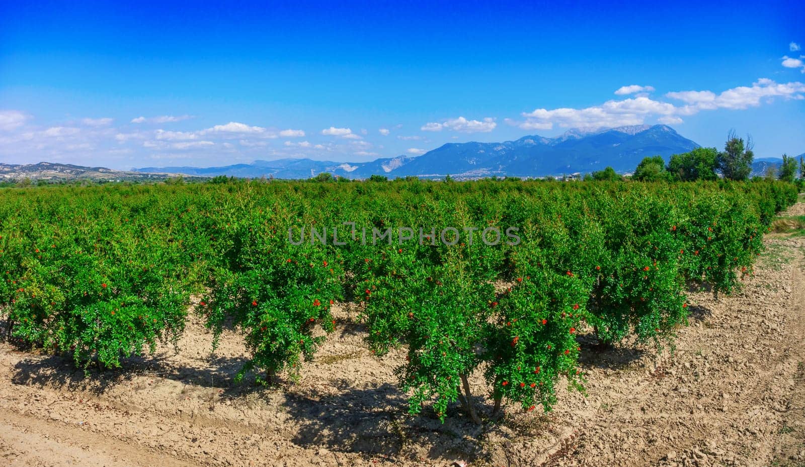 Pomegranate garden in the background of mountains in Turkey.