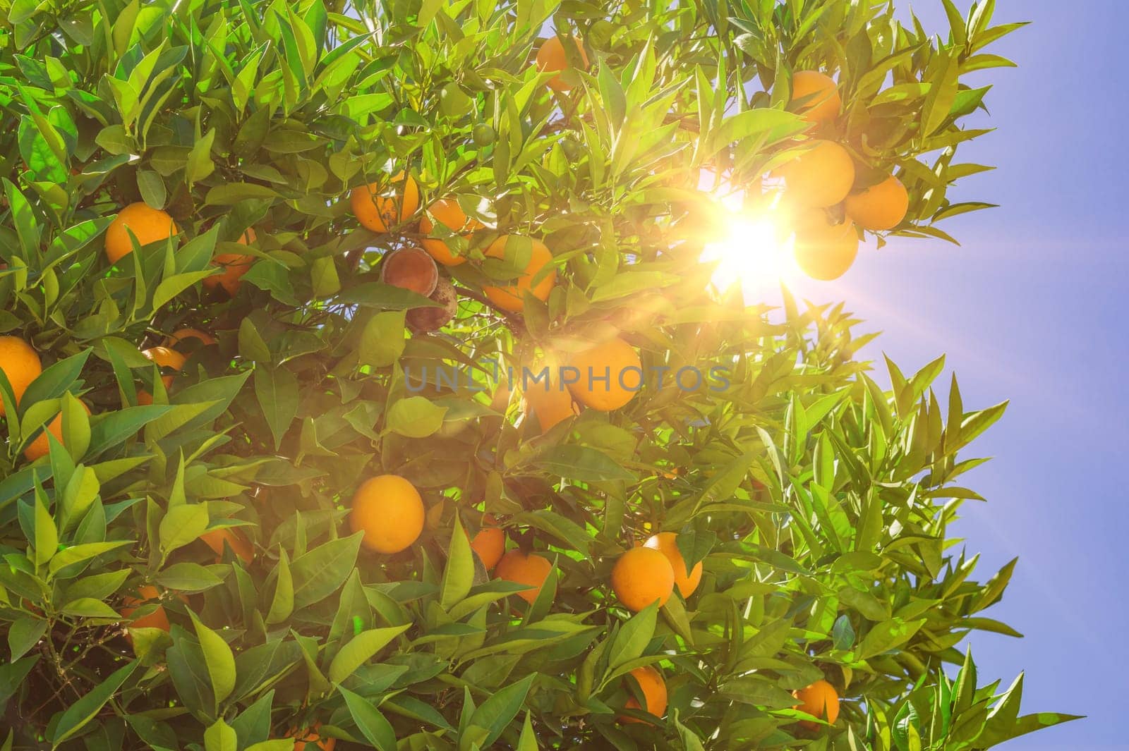 Fruit of oranges on a tree close-up.