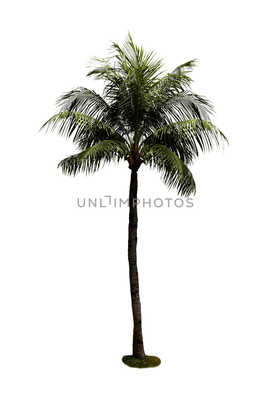 Coconut tree isolated over white background. Summer concept