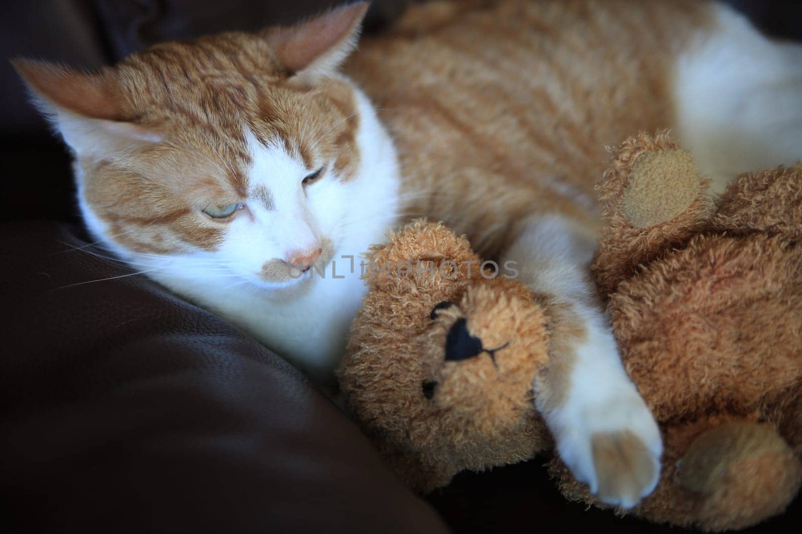 Orange and white tabby cat has an arm around a generic stuffed bear.