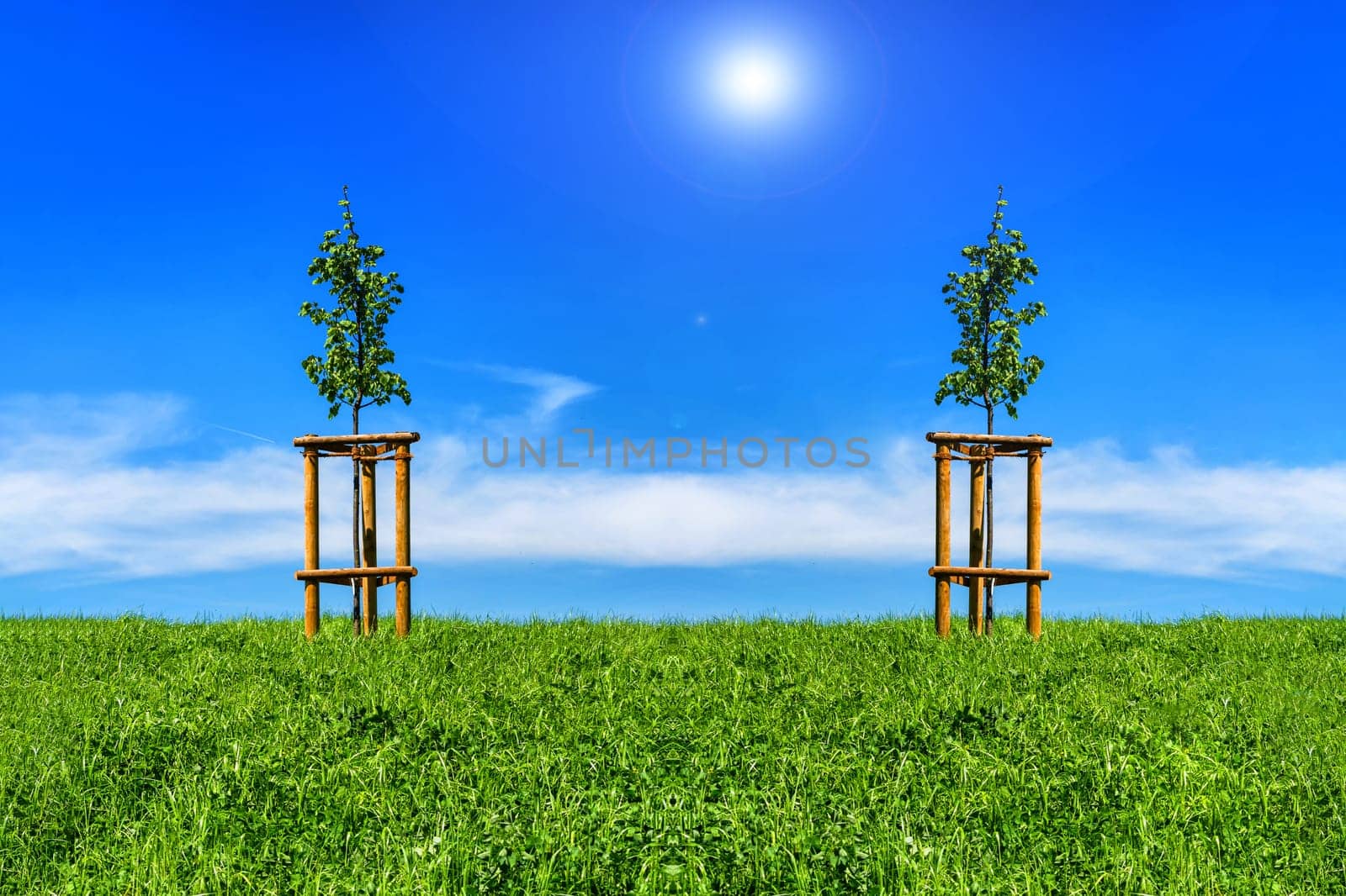 Two small trees on the green meadow in front of a blue sky and sunshine. Lens Flare desired..