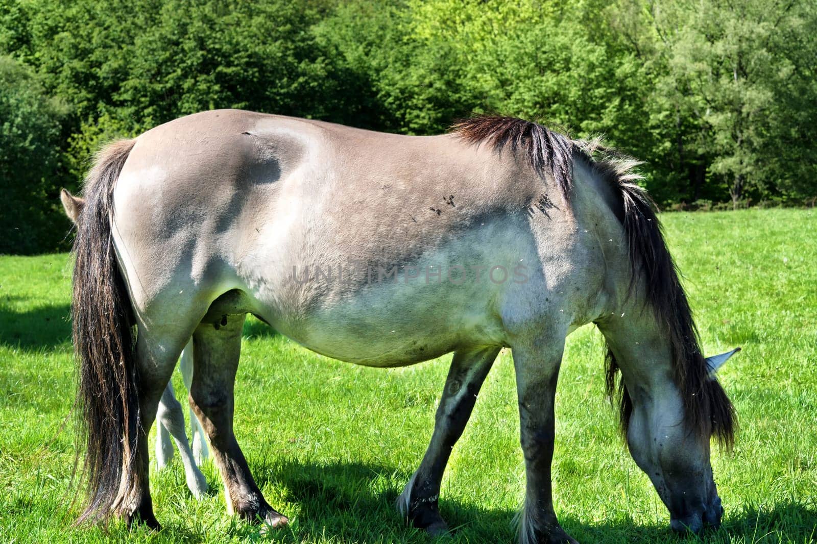 Wild horses in the Neandertal. Tarpan is a Eurasian wild horse preserved by breeding ancient horses breed.