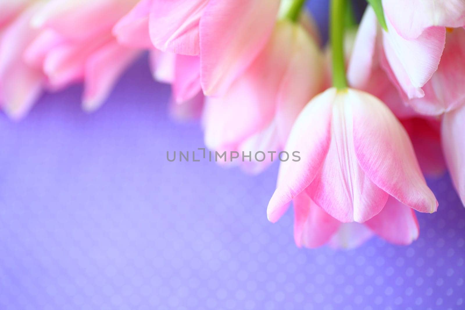 Pale pink tulips on a lavender-colored background with polka dots