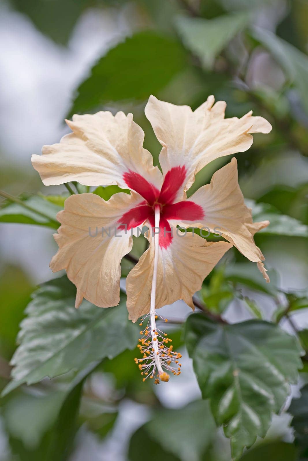 Colorful Wildflower in the Rain Forest in Costa Rica