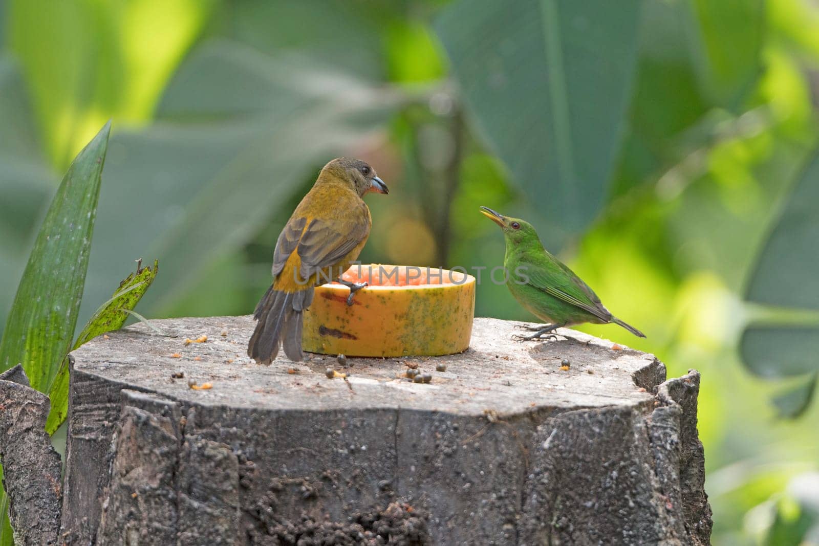 Passerini's Tanager and a Green Honeycreeper in Costa Rica