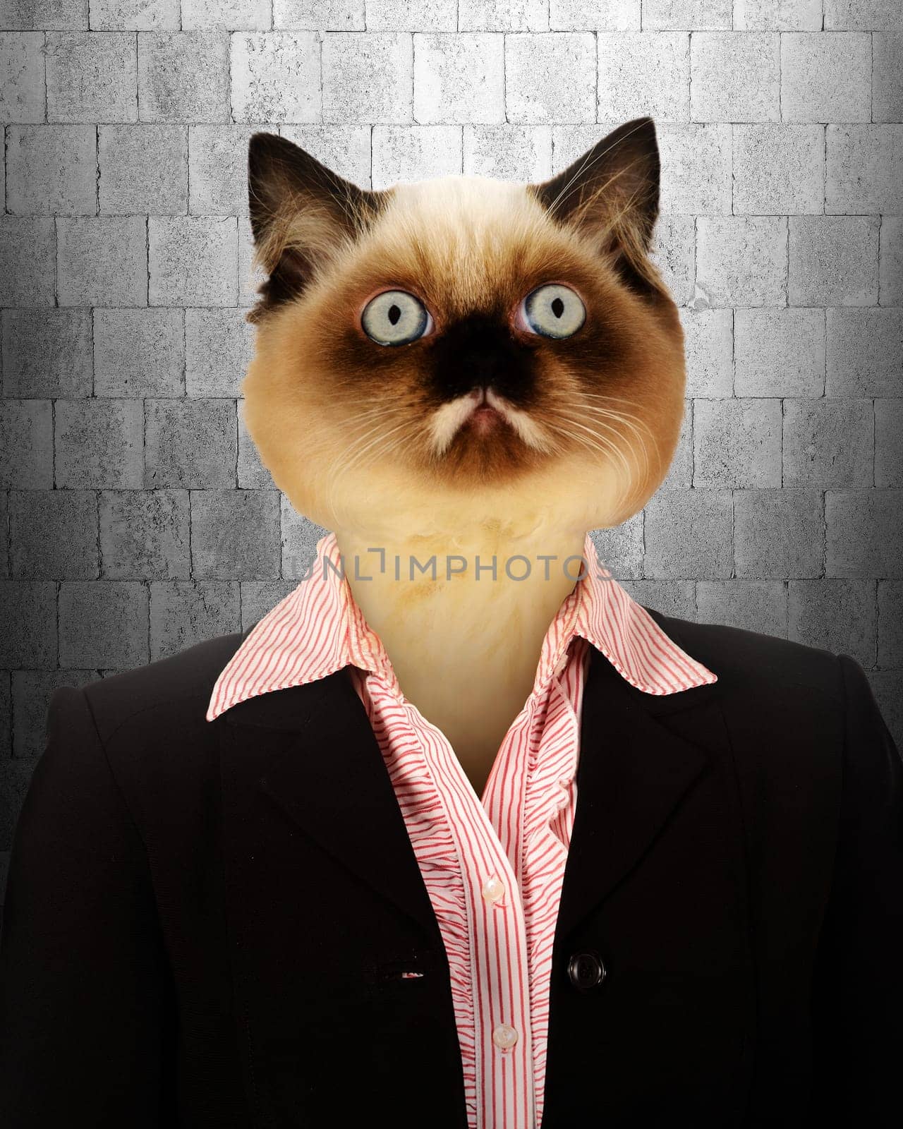 Business woman with cat head. Business people concept