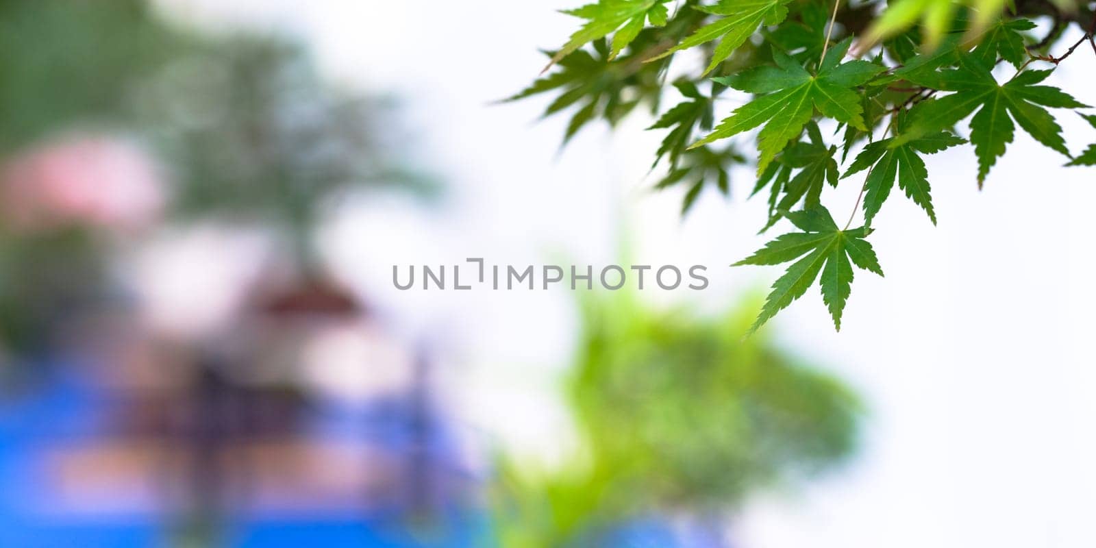 Green foliage bonsai fan maple (Acer palmatum) in the foreground with blurred background