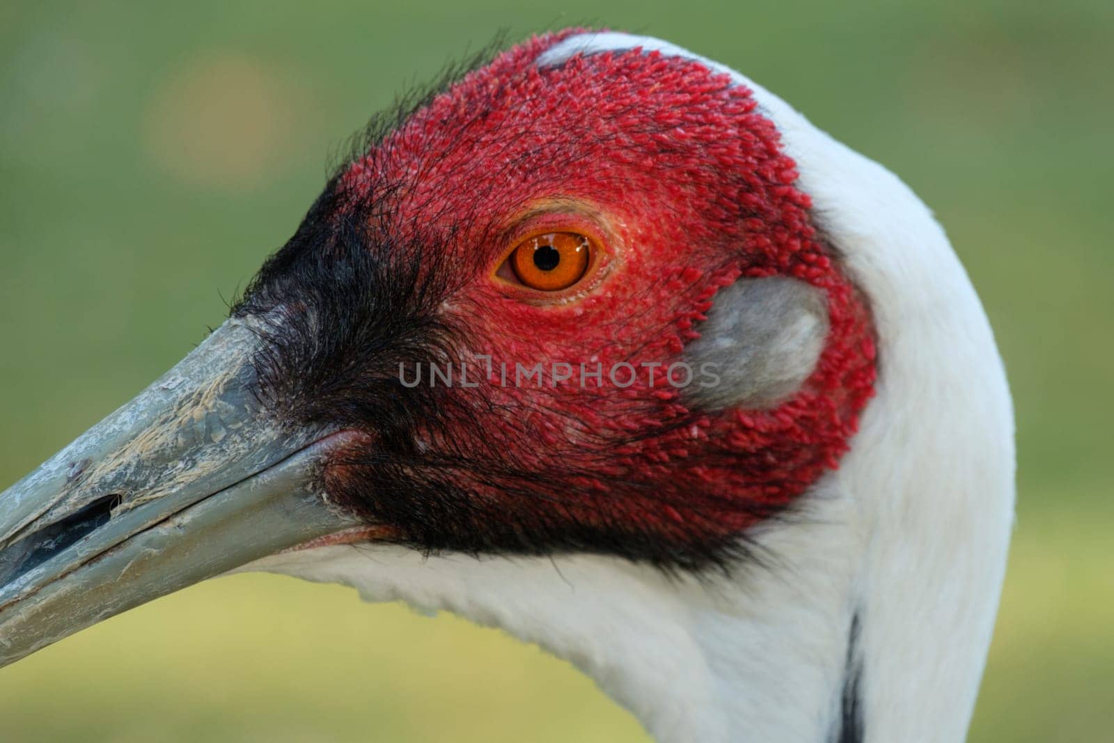 Portrait bird white-necked crane (Grus vipio) with red head