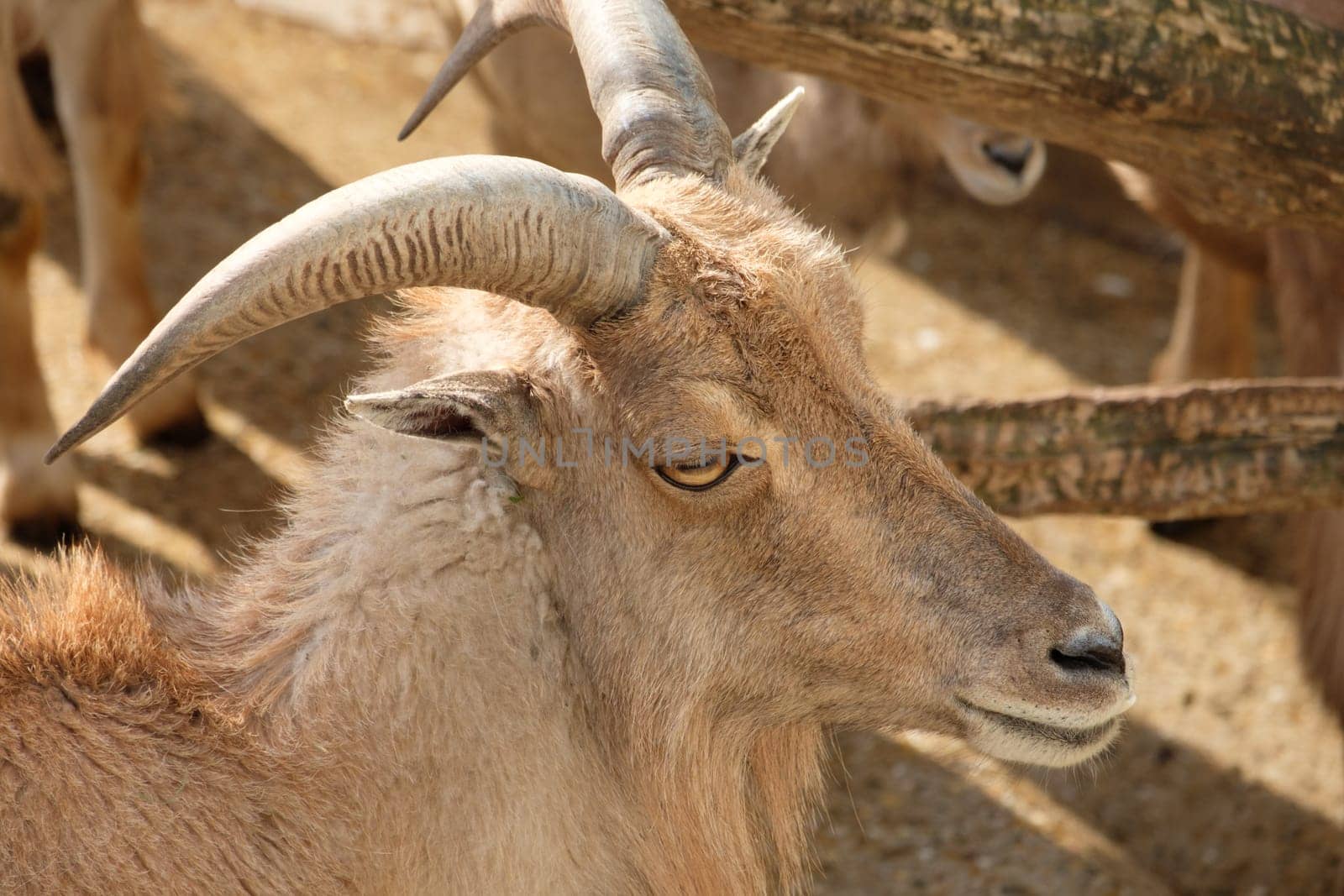 Mane jumper (Ammotragus lervia) with horns as portrait