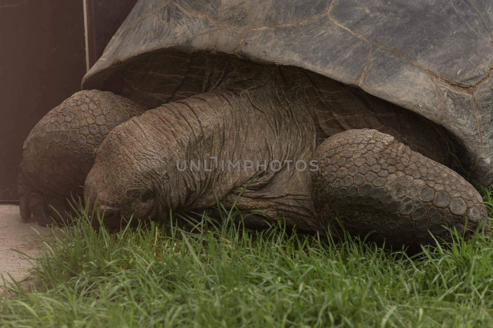 Giant tortoise in the Seychelles in the Indian Ocean.