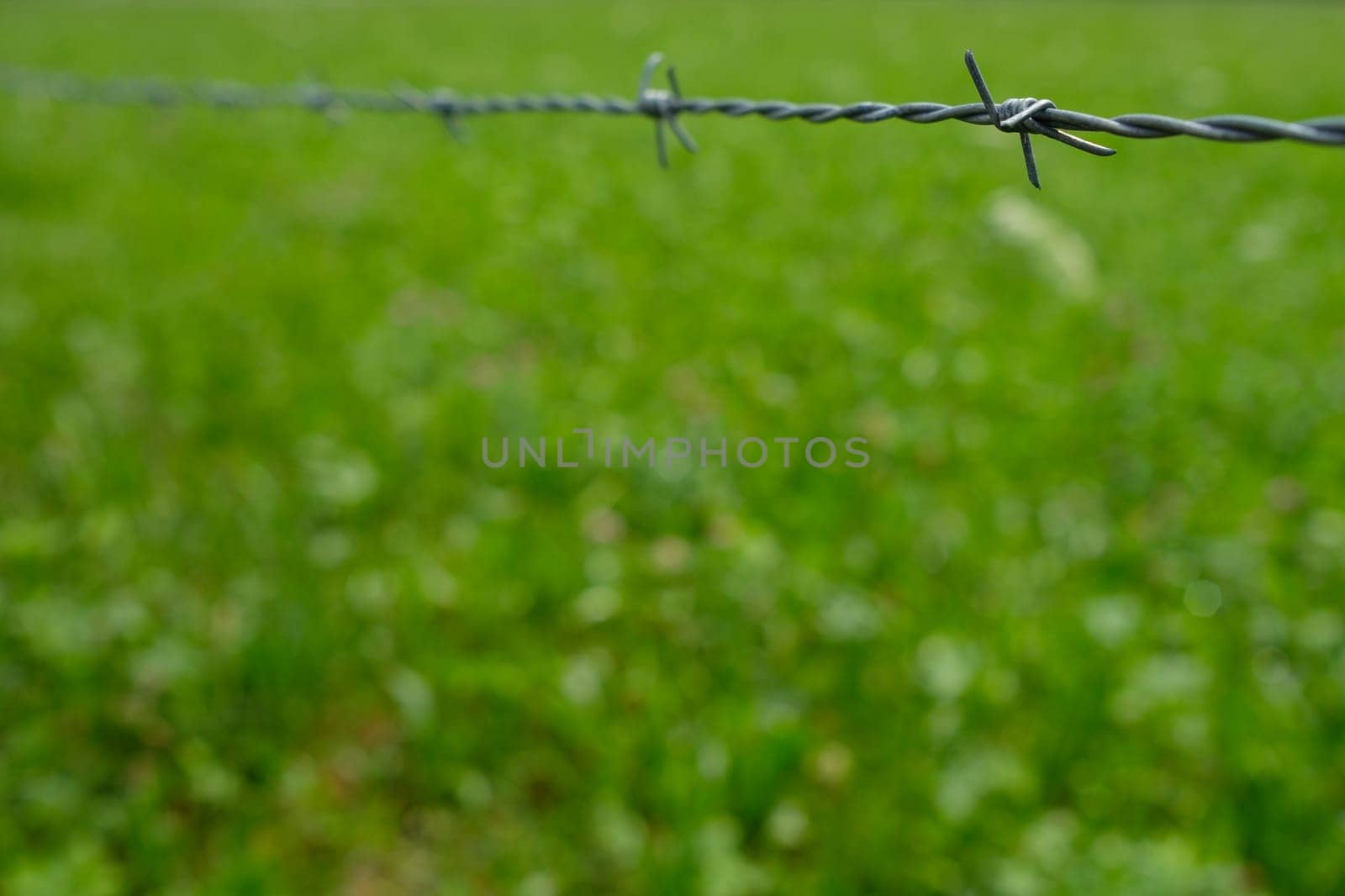 Barbed wire on a green meadow with bokeh in green