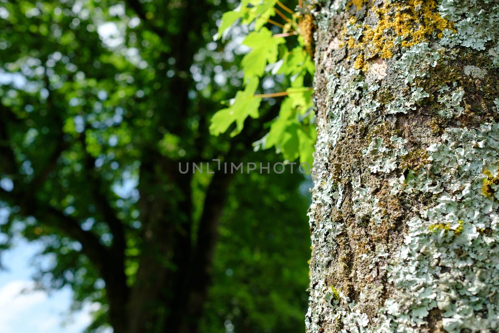 Yellow and turquoise lichens on the bark of an old maple tree