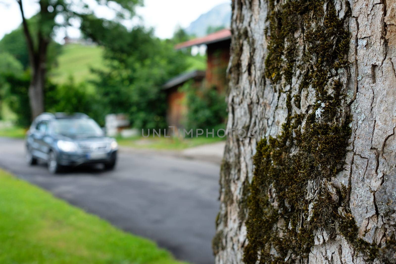 Moss and bark on the tree on the road with cars in the background