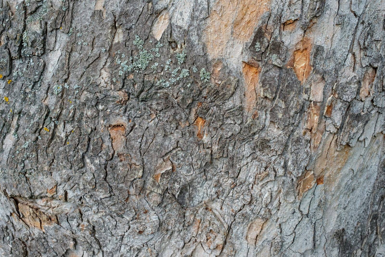 Close-up bark tree with lichens as background