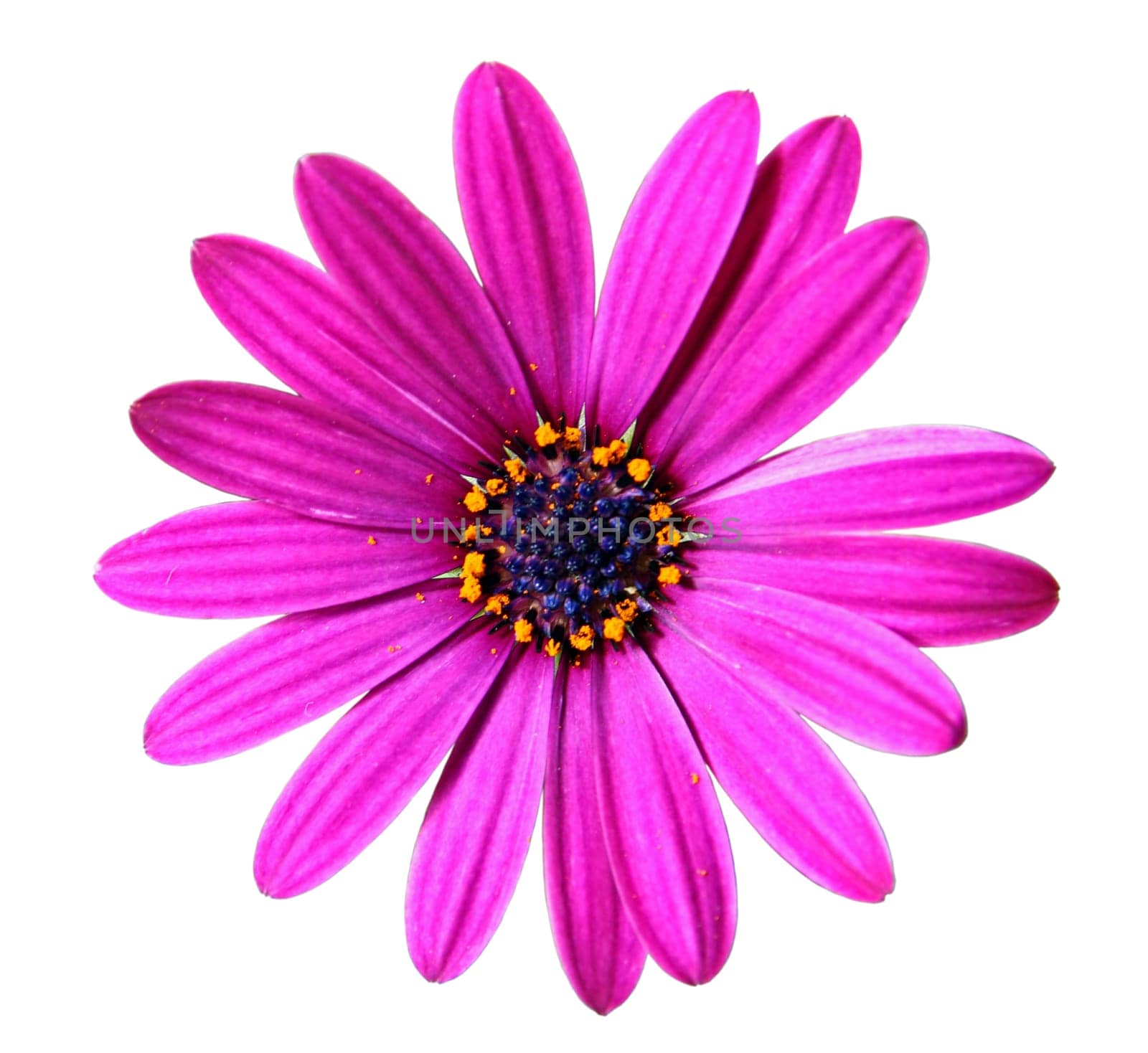 Flower of African daisy isolated on white background, closeup
