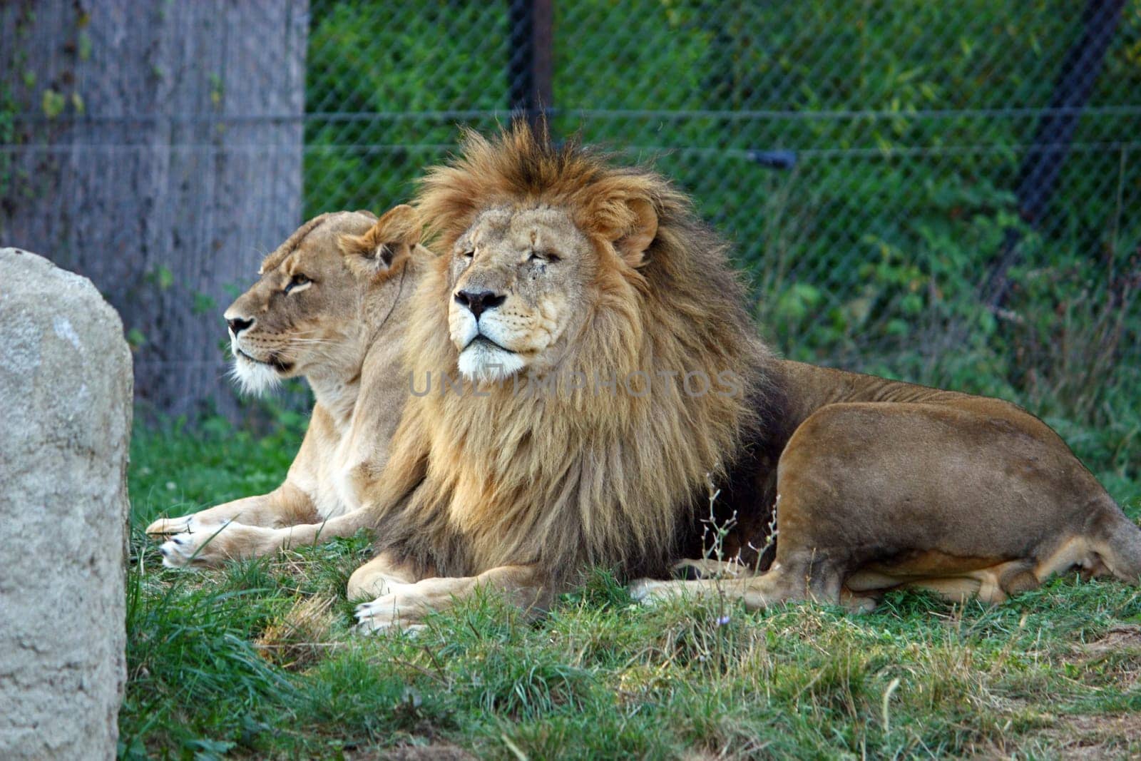 Lions resting in the shade of trees, photographed at the zoo