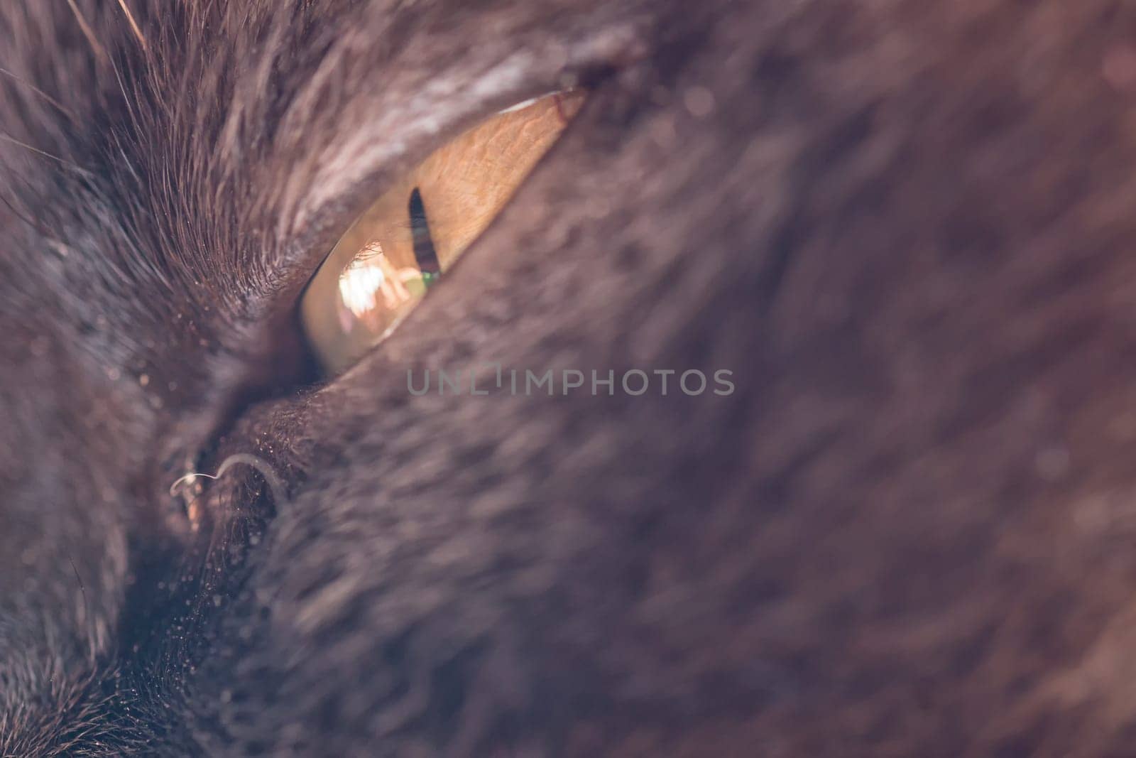 Eye of a Big Cat - Mix of British Shorthair and Burma