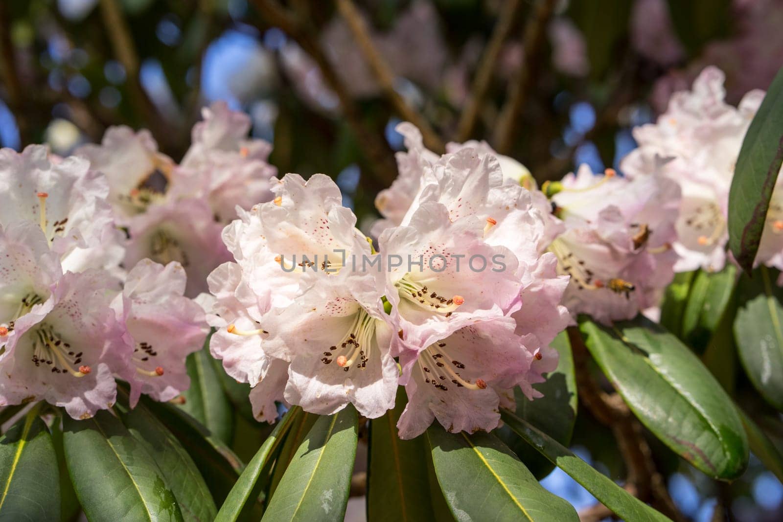 Rhododendron aganniphum flowers in full bloom in spring with beautiful decorative bright pink flowers