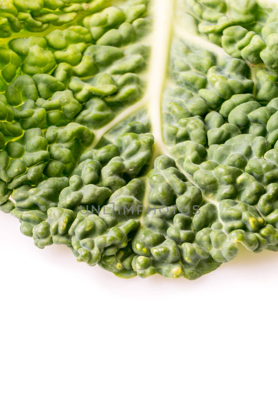 Close up of organic dark green savoy cabbage leaf