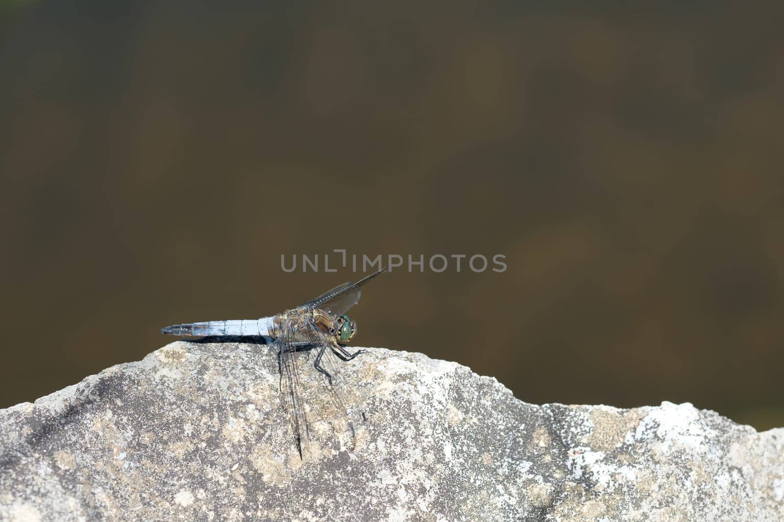 Male Dragonfly Great Blue Arrow (Orthetrum cancellatum)