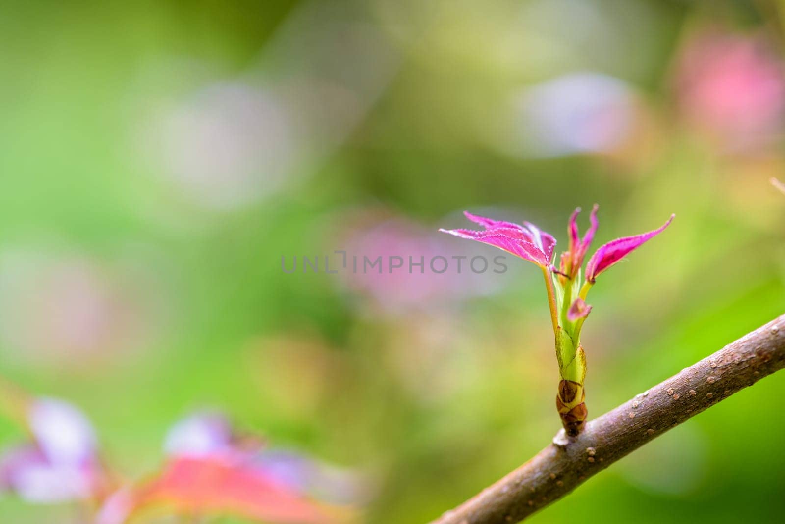 Red young leaves of Maple, Liquidambar formosana, Chinese sweet gum or Formosan gum are blossoming on green background