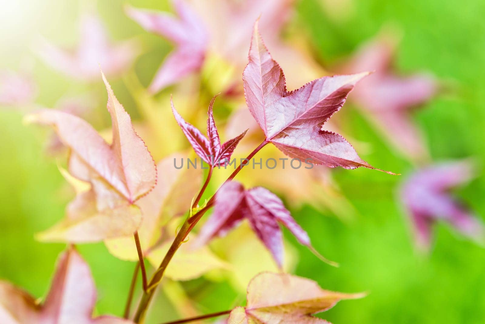 Red young leaves of Maple, Liquidambar formosana, Chinese sweet gum or Formosan gum with sunlight are blossoming in spring on green background